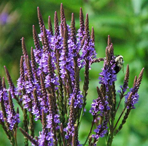 Vervain Flower
