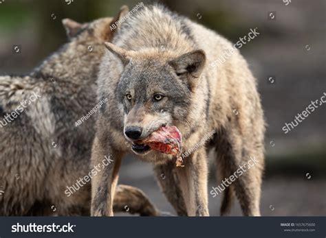 Wolf Eating Sheep