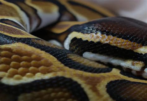 Image result for Stages Before a Python Sheds