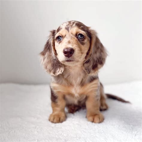 Miniature Long Haired Dachshund Puppy | All Dachshund