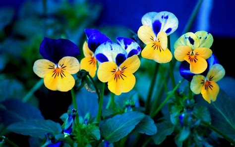 Bing Wallpaper Flowers 的图像结果