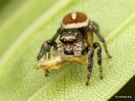 Image result for Spider-Man Web Tutorial