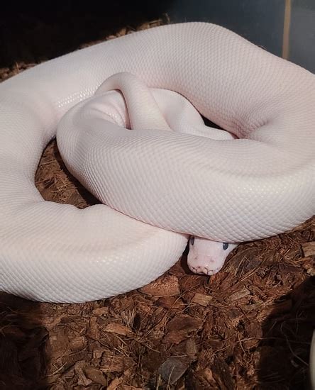 Wicked Wicked Reptiles Ball Python 的图像结果