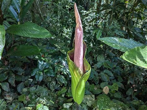 Free picture: Aroid flower (Amorphophallus borneensis), an endemic flower native to tropical ...