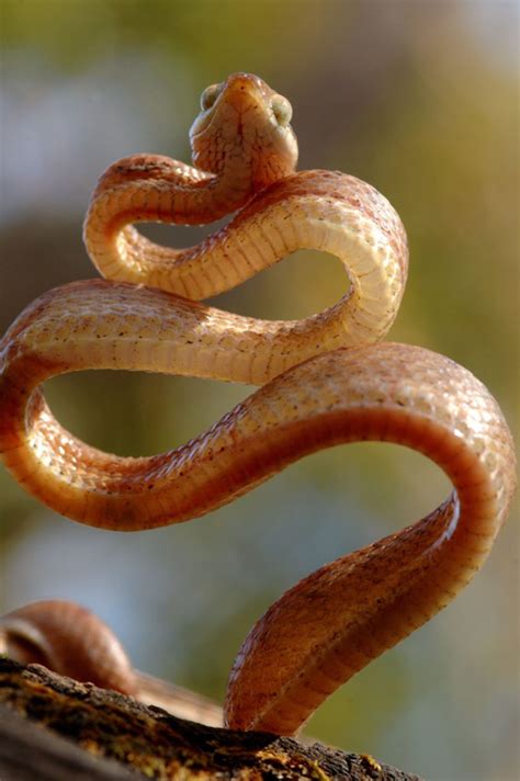 Snake Game Using Python 的图像结果