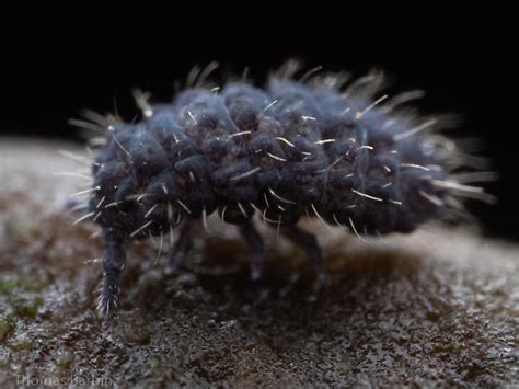 Image result for Springtail Bugs