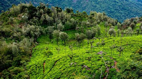 Ooty 2 Days Itinerary: Step-by-Step Guide & Tour Package