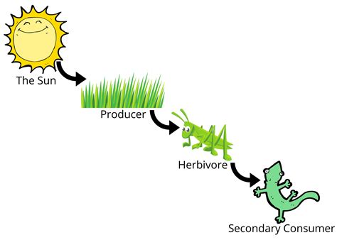 Food Chains for Kids - The Circle of Life