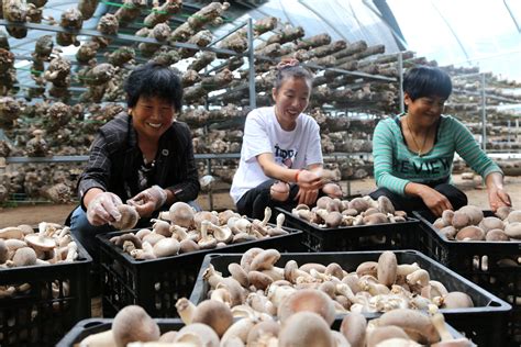 一亩大棚香菇种植利润有多少（养殖香菇成本和利润） – 碳资讯