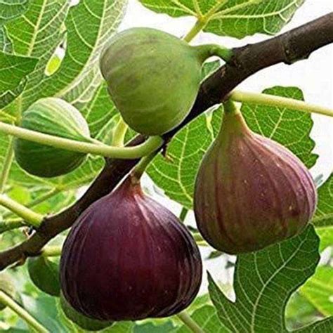 Top 10 Must-have Fruit Plants For Your Garden | Nurserylive