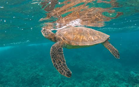 Image result for Turtle Programming Tutorial
