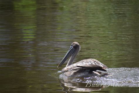 Brown Pelican Louisiana State Bird at Manuel Hatchett blog