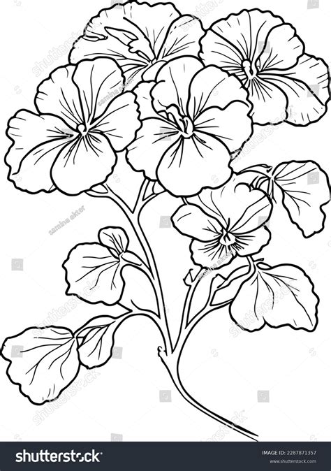 Viola Flower Drawing
