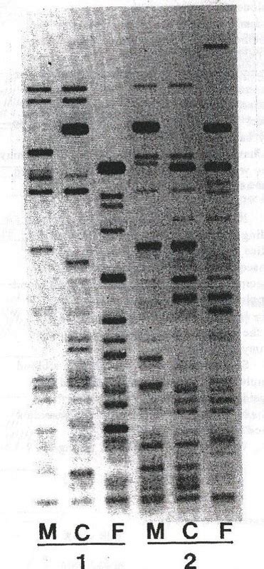 Image result for PCR Paper Lab