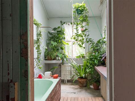 The plants that will actually thrive (not die) in your bathroom