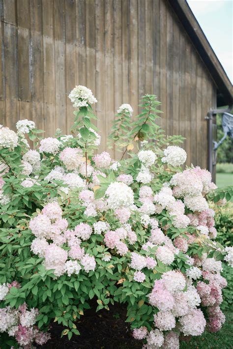 5 Low Maintenance Flowering Shrubs for your Cutting Garden