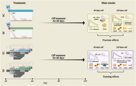 Fructose-Induced Insulin Resistance in Adult Rats and Moderate ...
