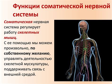 Значение, строение и функционирование нервной системы - презентация онлайн