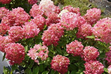 Fire Light Tidbit® Panicle Hydrangea (Hydrangea paniculata) | Panicle ...