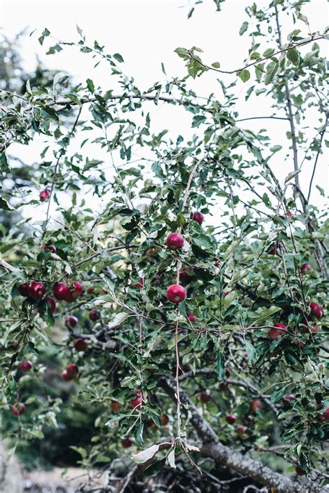 Julie Bishop's family farm in the Adelaide Hills
