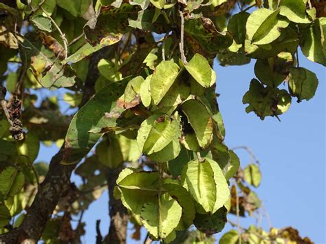 Protected Area Centric WII Herbarium