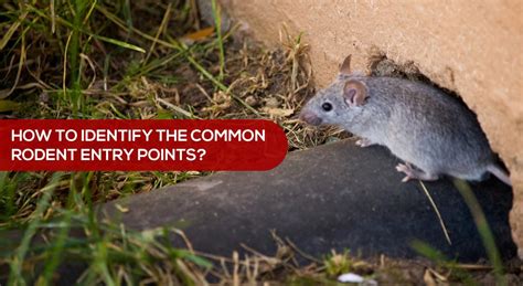 Rodent Entry Points 的图像结果