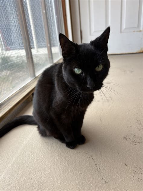 Pepper – harvest hills animal shelter Open by appointment only