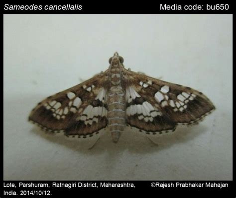 Sameodes cancellalis (Zeller, 1852) - | Moths