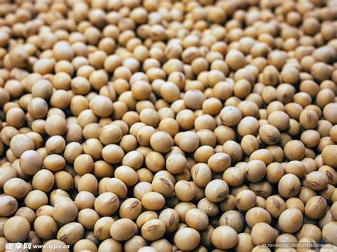 大豆摄影图__蔬菜_生物世界_摄影图库_昵图网