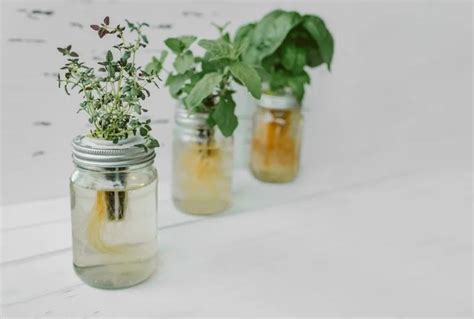 Image result for Krakey System Using Miracle Grow