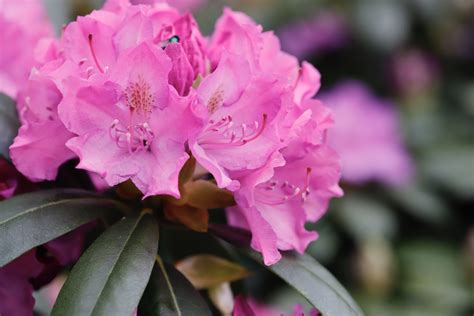 Rhododendron 'Roseum Elegans' - Rhodoskwekerij
