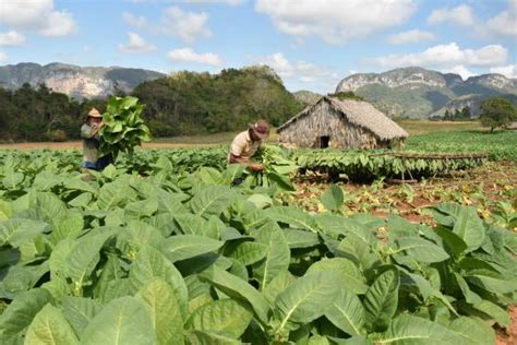 So sieht Tabakanbau in Kuba aus | agrarheute.com