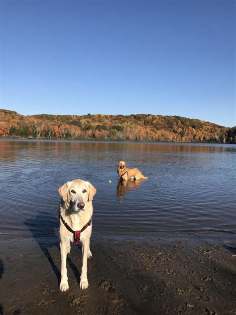 https://photos.bringfido.com/posted/2022/10/11/image_rnVA4J6.jpg?density=2x&amp;size=full