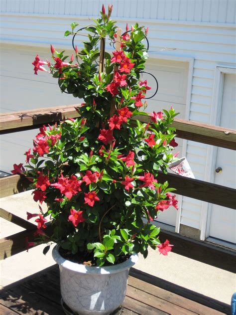 Container Garden Vine: Sun Parasols Mandevilla