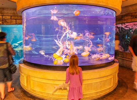 What To Do In Vegas For Toddlers at Wallace Swindler blog
