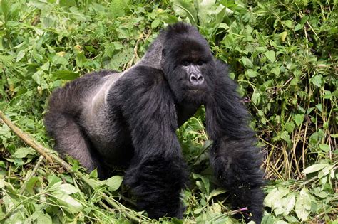 Mountain Gorillas Food