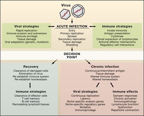 Redefining Chronic Viral Infection: Cell