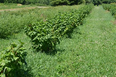 Field Day Recap: The Berry Patch Farm - Practical Farmers of Iowa