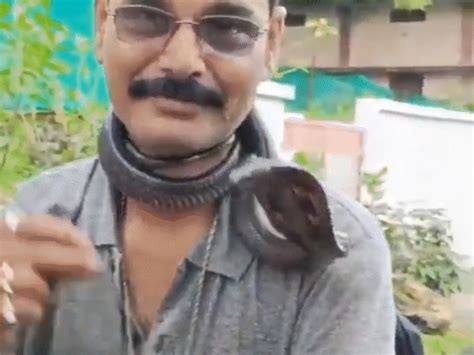 How venomous snakes deceive and bite?