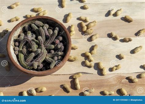 Peanut Cactus Plant with Peanuts Stock Photo - Image of bunch, leaf ...