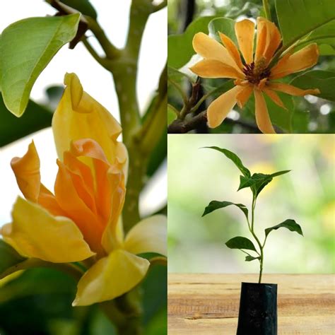 Swarna Champa Golden colour Magnolia Champaca Sonchafa Grafted Healthy ...
