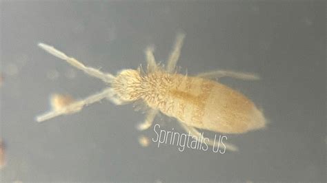 Image result for Springtail Identification