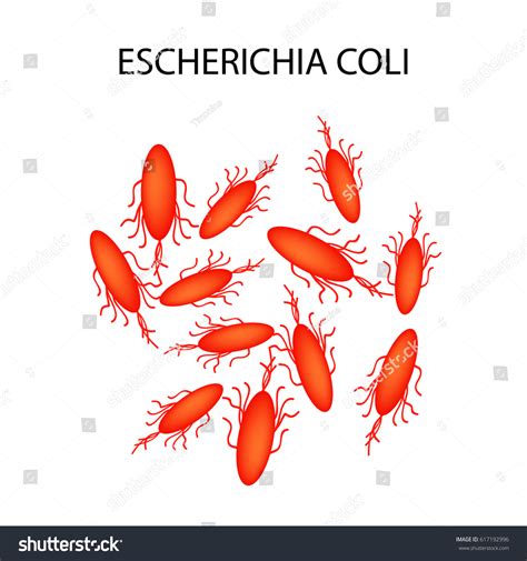 Escherichia Coli Pronunciation