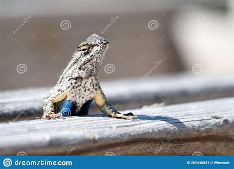 Closeup of the Western Fence Lizard, Sceloporus Occidentalis. Stock Image - Image of blue ...