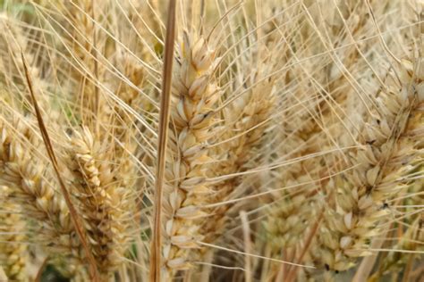 2021年河南小麦种植现状（附种植面积、产量、收购价格、生产成本、生产收益）_智研_咨询_资料