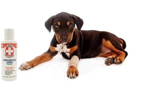 Can You Use Hydrocortisone Cream On Dogs