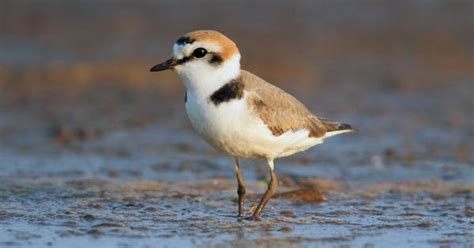 State of India’s Birds: 60% population decline amid habitat and food ...