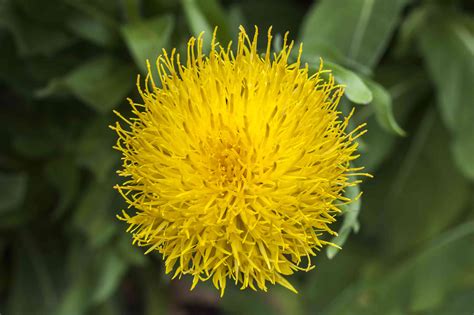 18 Varieties of Yellow-Flowering Plants