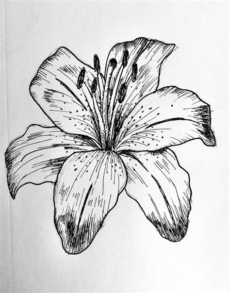 flower drawing lily