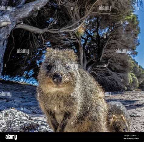Australian Quokka on rottnest island, Perth, Australia Stock Photo - Alamy - where to see quokkas in australia